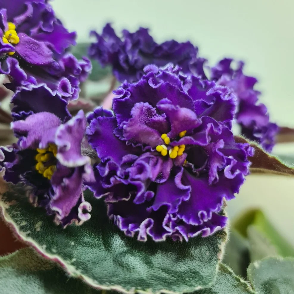 Фиалка Ma's Purple Poodle (Robinson O.) - купить в Фиалковод
