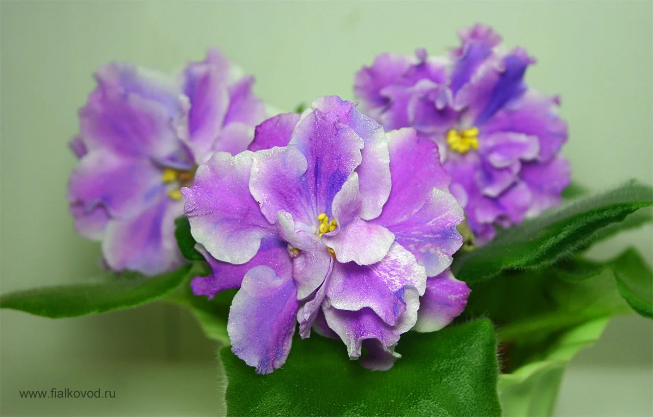 Фото Фиалка АВ-Ковер-Вертолет (сеянец)
