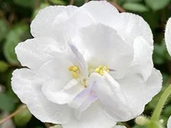Фото Фиалка АВ-Нанороза (847-94)