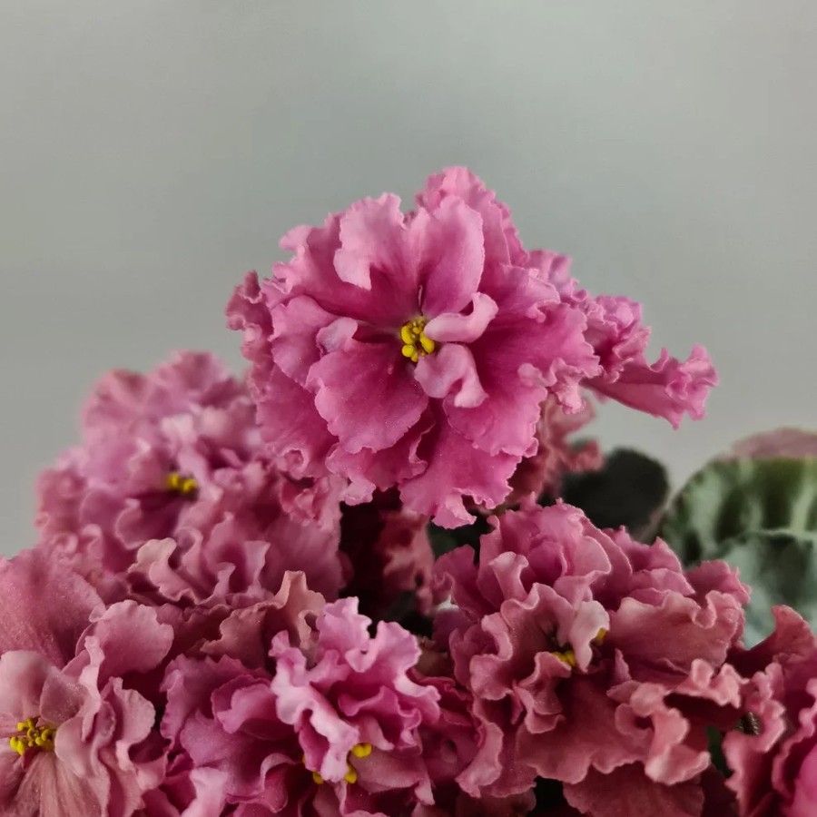 Фото Фиалка ЛЕ-Персиковое Волнение
