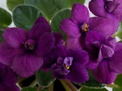 Фото сорта СК-In Vino Veritas