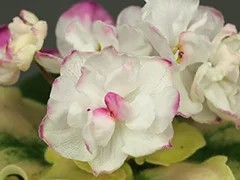 Фото Фиалка АВ-Чай с Молоком (861-47)