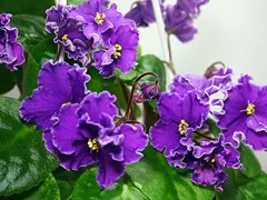 Фото сорта 23-Речка Северка