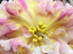 Фото Фиалка Ф-Сироп из Одуванчиков (880-97)