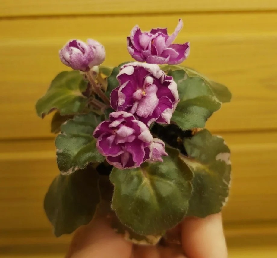 Фото Фиалка Morgan's Elvin Earl