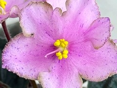 Фото Фиалка С-Арбузный Коктейль (26-45)