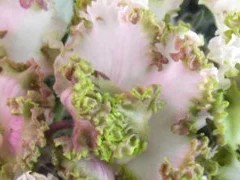 Фото сорта ЕК-Царевна-Лягушка