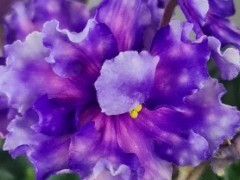 Фото Фиалка Dn-Файна Краля