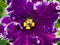 Фото Фиалка АВ-872-694, сеянец