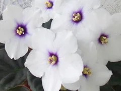Фото сорта Optimara MyDream