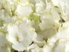Фото сорта ЛЕ-Гренландия