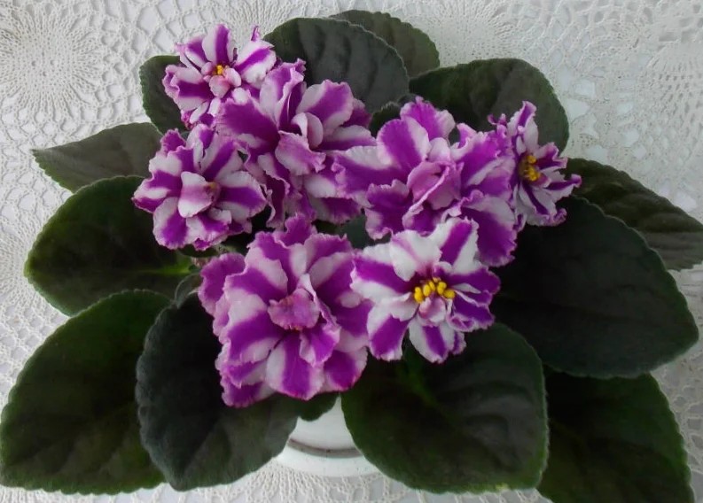 Фото Фиалка Suncoast Peppermint Kathy