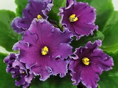 Фото сорта ЛЕ-Эльвира