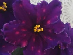 Фото сорта ВаТ-Павлин