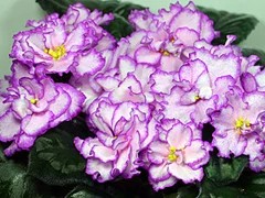 Фото сорта Sequins 'n' Ribbons