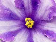 Фото Фиалка АВ-Миражи, призрачный спорт