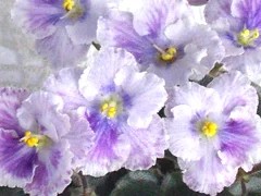 Фото сорта Berry Happy