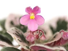 Фото Фиалка АВ-Сто Розовых Заек (806-49)