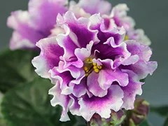 Фото Фиалка АВ-Майя Плисецкая (771-290)