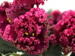 Фото Фиалка ЛФ-Дарья