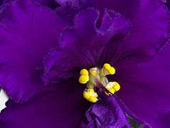 Фото Фиалка С-Ежевичное Вино (25-56)