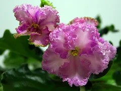 Фото Фиалка Rosie Ruffles