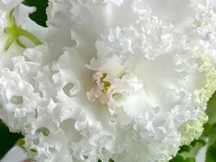 Фото Фиалка Ф-Белый и Пушистый (872-825)