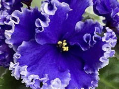 Фото Фиалка Ф-Байкальские Воды (881-123)