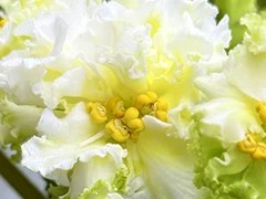 Фото Фиалка С-Поляна Одуванчиков