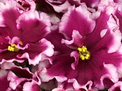 Фото Фиалка АВ-Самурай