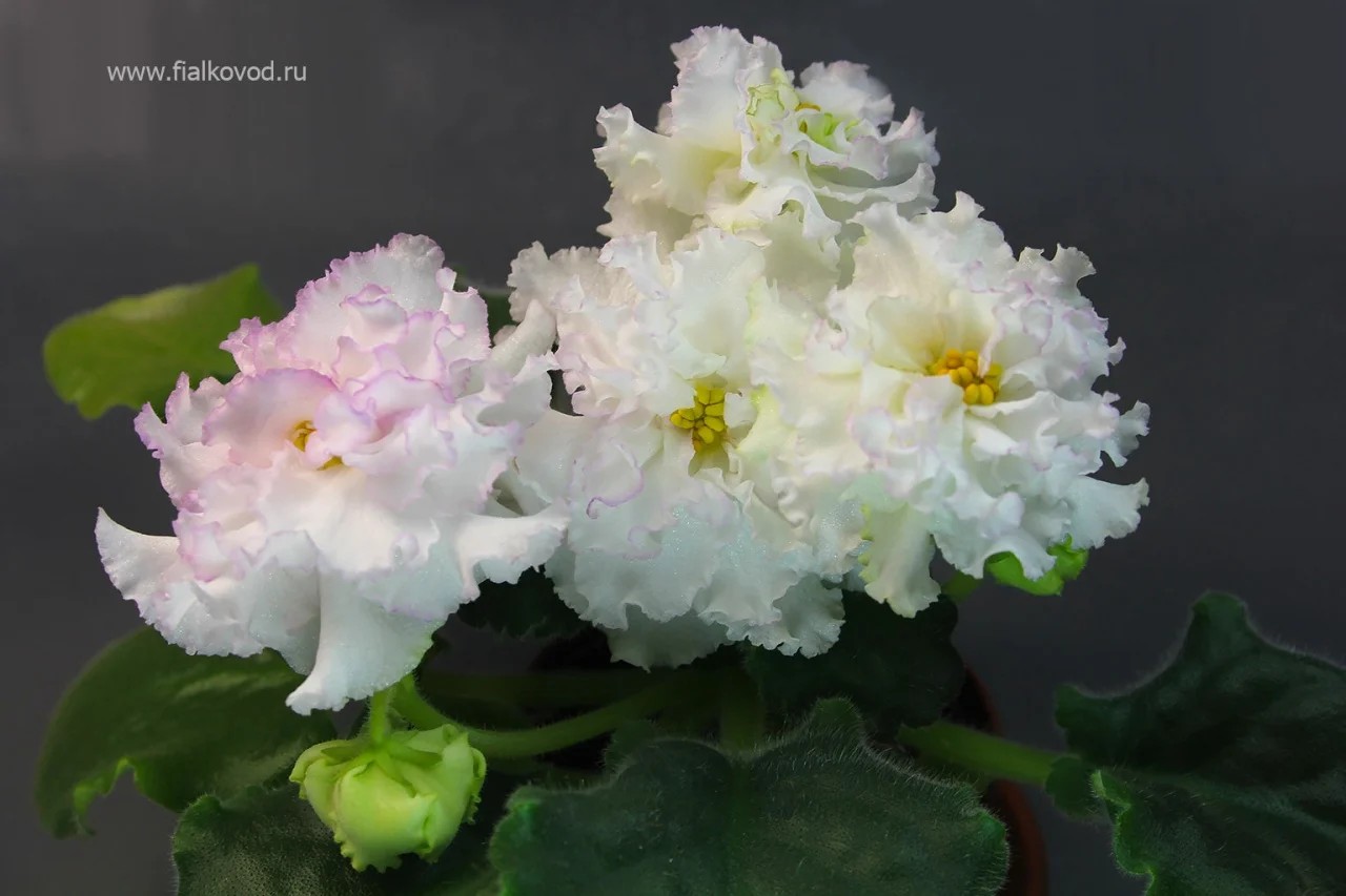 Фото Фиалка АВ-Елецкие Кружева (765-11)