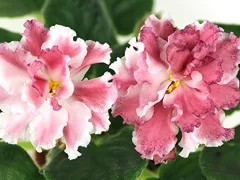 Фото Фиалка Ф-Клубничное Варенье (809-50)