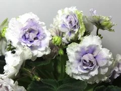Фото Фиалка РС-Сливовый Коктейль, светлый