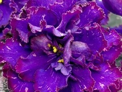 Фото Фиалка АВ-Черный Опиум (895-10)