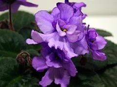 Фото сорта ЕК-Балет Мотыльков