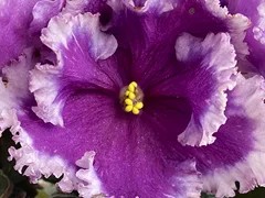 Фото Фиалка АВ-Кружева и Бархат (870-80)