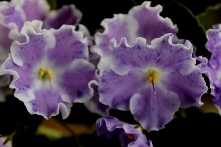 Фото Фиалка АЕ-Старик и Небо