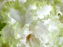 Фото Фиалка АВ-Хрустальная Весна (873-137)