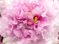 Фото Фиалка АВ-Малина на Снегу (877-156)
