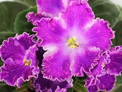 Фото Фиалка АВ-Иллюзия (844-266)