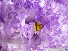 Фото Фиалка Ф-Жемчужные Облака (870-188)