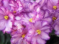Фото сорта Skeeter