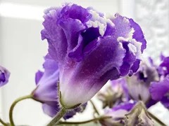 Фото Фиалка АВ-Танец Дельфинов (870-104)