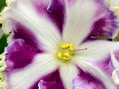 Фото Фиалка АВ-891-24, сеянец