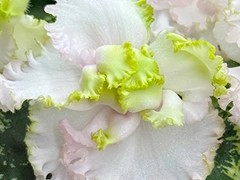 Фото Фиалка АВ-Сады Эдема (894-142)