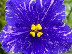Фото Фиалка АВ-Мечтать по Ночам (897-22)