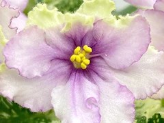 Фото Фиалка Ф-Дикие Лебеди (879-9)