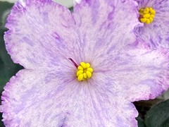 Фото Фиалка С-Соловьиные Зори (26-7)