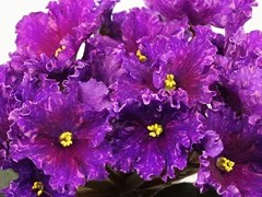 Фото Фиалка Ф-Вулкан Страстей (816-293)