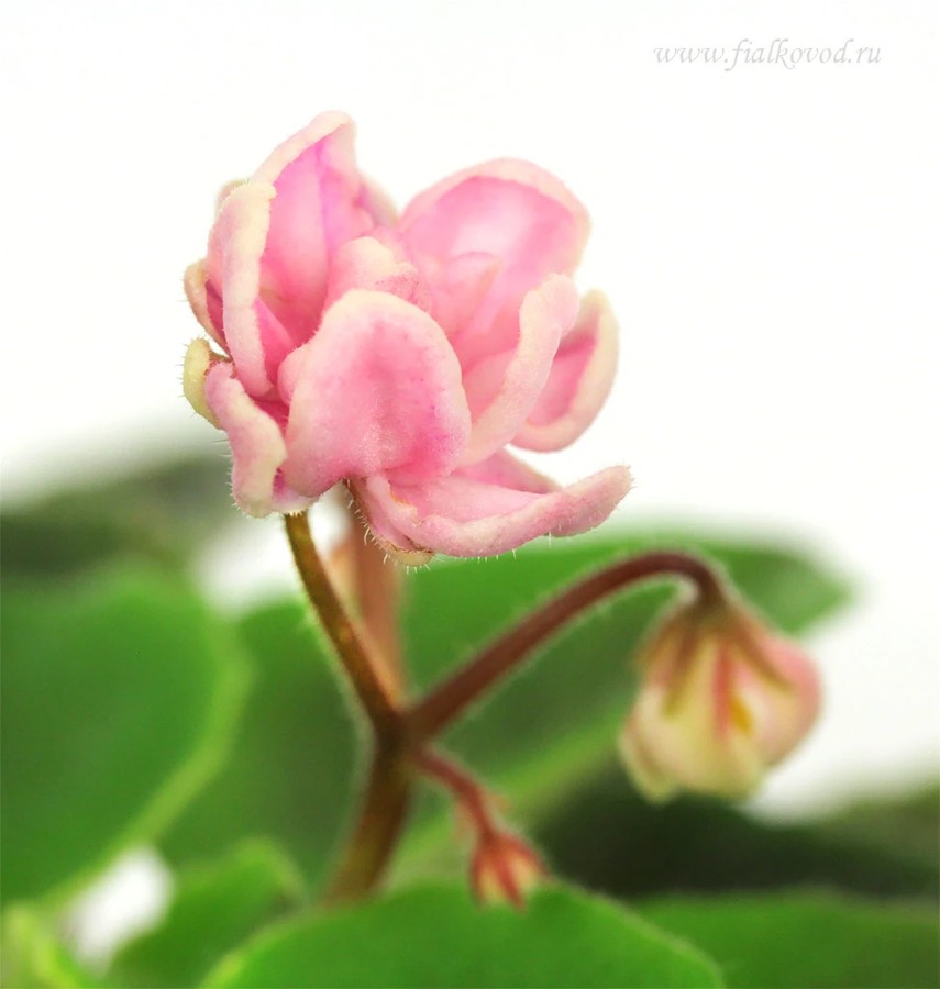 Ф-Детское Шампанское - наша новая экофиалка-полумини
